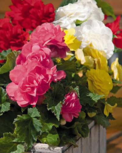 BEGONIA GRANDIFLORA MIX 25 kusov